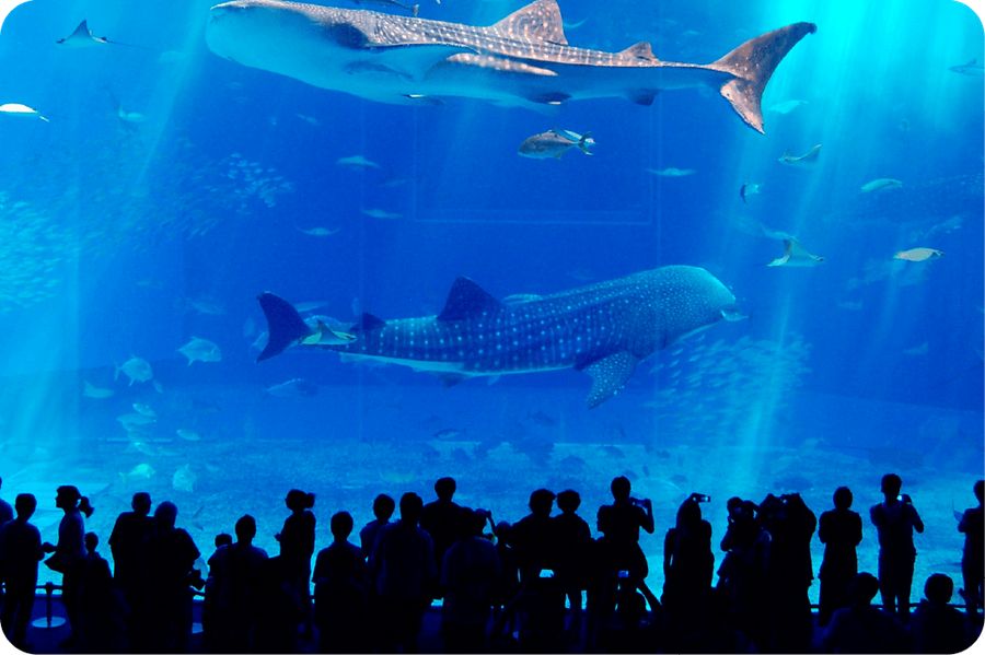 沖縄美ら海水族館