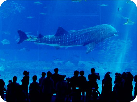沖縄美ら海水族館
