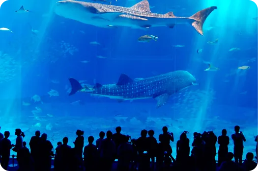 沖縄美ら海水族館